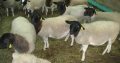 Boer Goats for sale , Dopper sheeps on sale , cows and other live