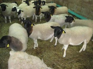 Boer Goats for sale , Dopper sheeps on sale , cows and other live
