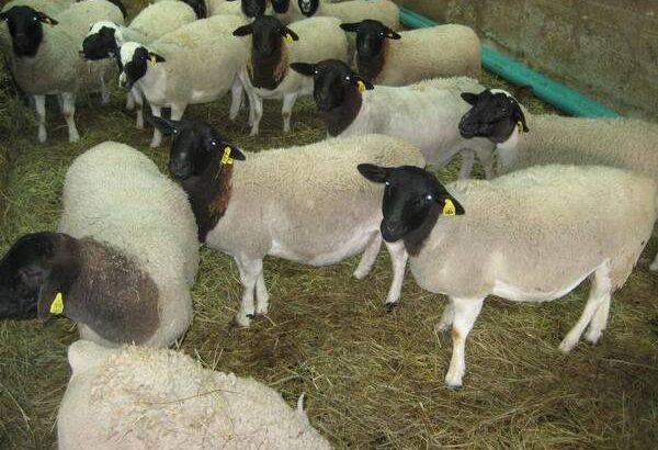 Boer Goats for sale , Dopper sheeps on sale , cows and other live