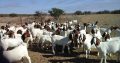 Boer Goats for sale , Dopper sheeps on sale , cows and other live