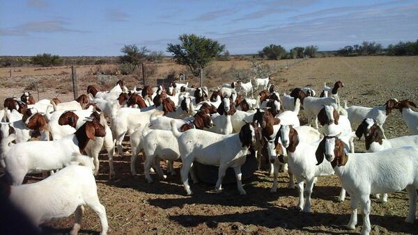 Boer Goats for sale , Dopper sheeps on sale , cows and other live