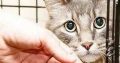 Feral Cat Trap Cage for Hire per Week – Cape Town