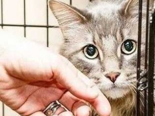 Feral Cat Trap Cage for Hire per Week – Cape Town