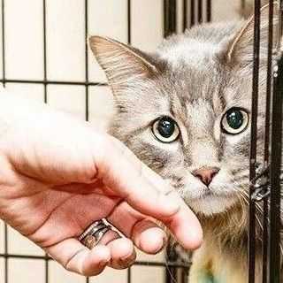 Feral Cat Trap Cage for Hire per Week – Cape Town