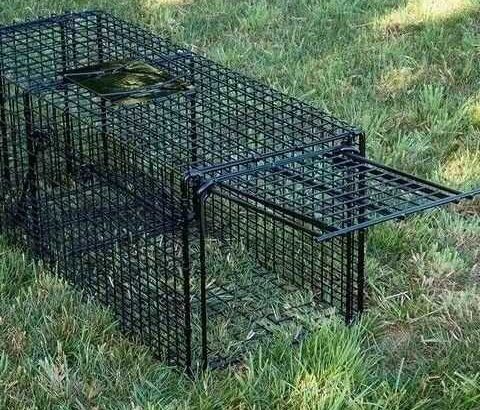 Feral Cat Trap Cage for Hire per Week – Cape Town