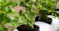 Wall Mounted Hydroponic System