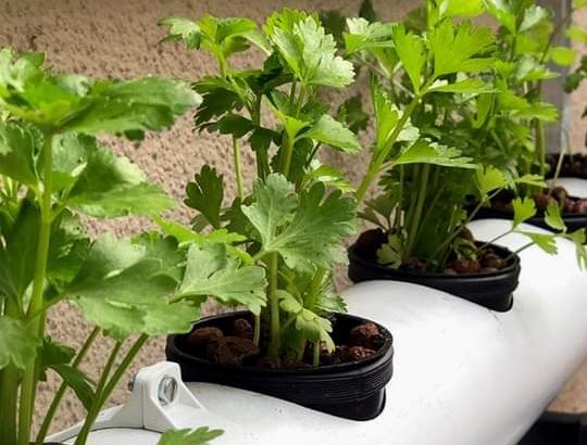 Wall Mounted Hydroponic System