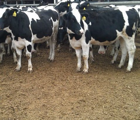 Healthy 100% Boer Goats , Doper Sheeps , Braham Cows and many oth