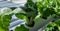 Wall Mounted Hydroponic System