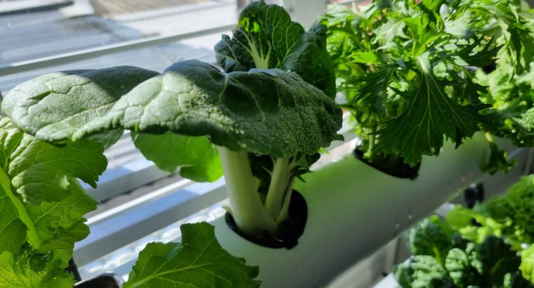 Wall Mounted Hydroponic System