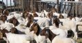 Healthy 100% Boer Goats , Doper Sheeps , Braham Cows and many oth