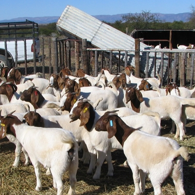 Healthy 100% Boer Goats , Doper Sheeps , Braham Cows and many oth