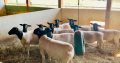 Healthy 100% Boer Goats , Doper Sheeps , Braham Cows and many oth