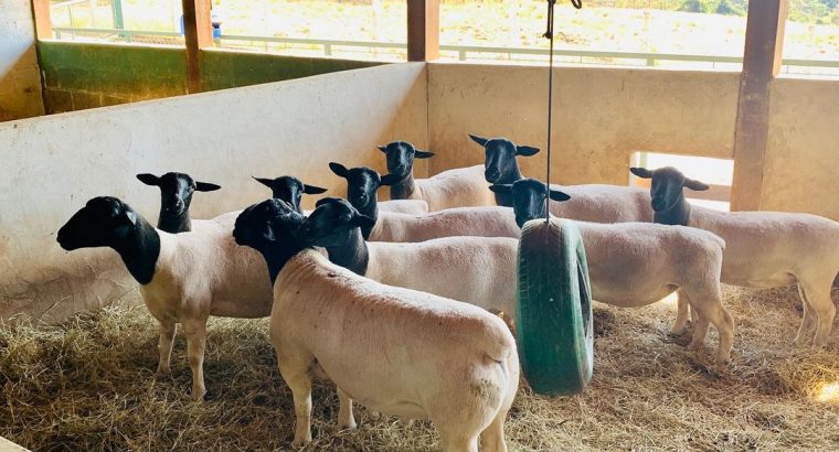 Healthy 100% Boer Goats , Doper Sheeps , Braham Cows and many oth