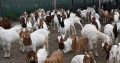 Healthy 100% Boer Goats , Doper Sheeps , Braham Cows and many oth