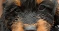 For Selling Cavoodle Puppies Miniature Groodles