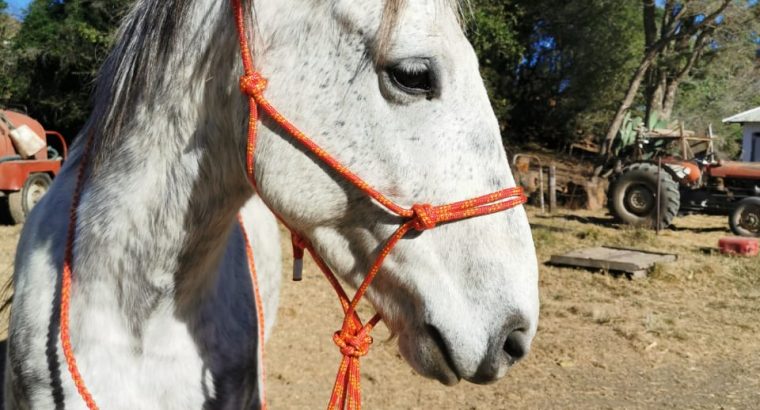 Halter with leadrope