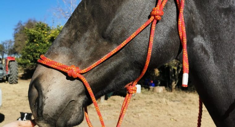 Halter with leadrope
