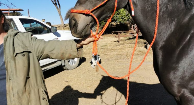 Halter with leadrope