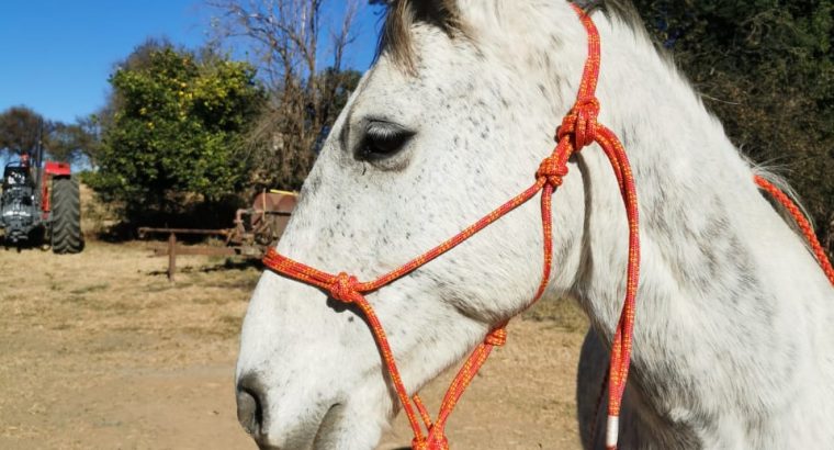 Halter with leadrope
