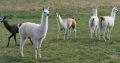 Llamas for sale