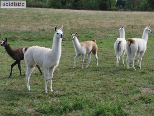 Llamas for sale