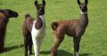 Llamas for sale