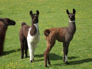 Llamas for sale