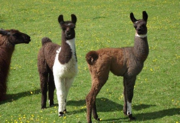 Llamas for sale