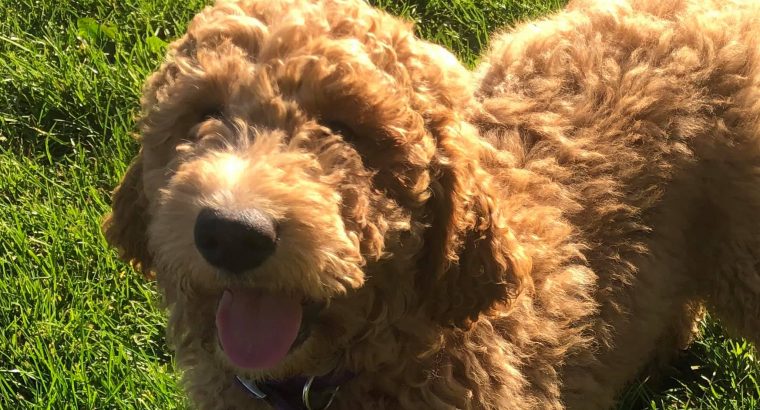 For Selling Cavoodle Puppies Miniature Groodles