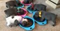 French Bulldog puppies for sale