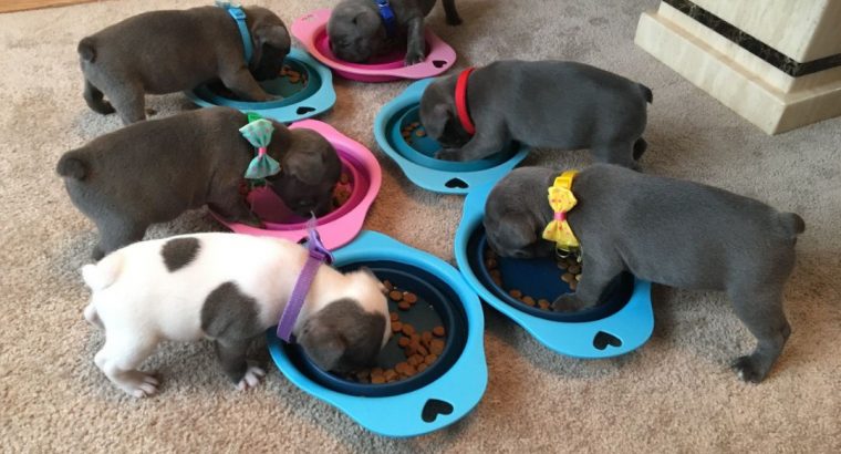 French Bulldog puppies for sale