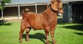 KALAHARI RED GOATS