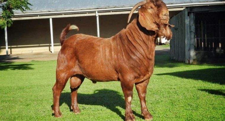 KALAHARI RED GOATS