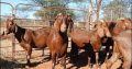 For Selling Kalahari red goats
