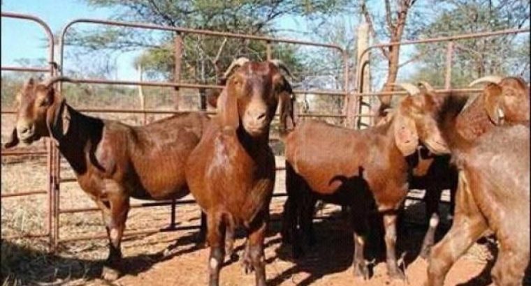 For Selling Kalahari red goats
