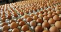 Chickens and Poultry products available at good prices