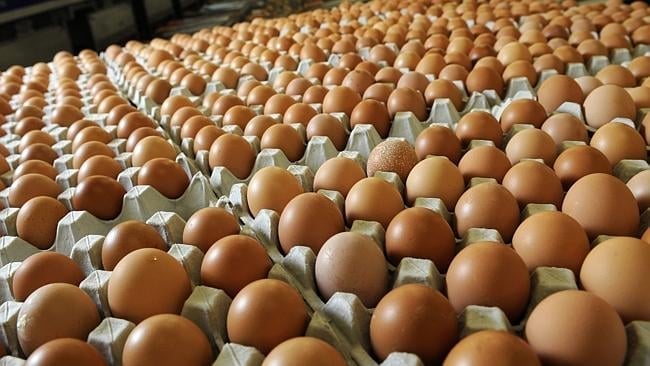 Chickens and Poultry products available at good prices