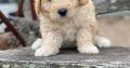 For Selling Cavoodle Puppies Miniature Groodles