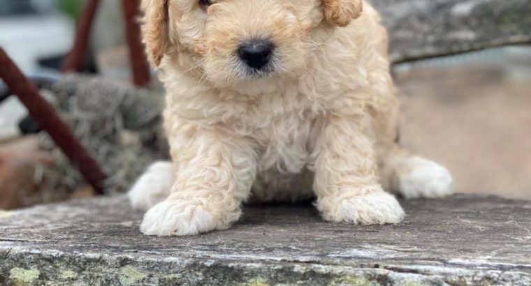 For Selling Cavoodle Puppies Miniature Groodles