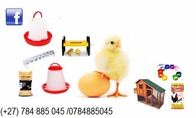 Chickens and Poultry products available at good prices