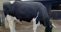 Holstein Friestien