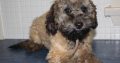 For Selling Cavoodle Puppies Miniature Groodles