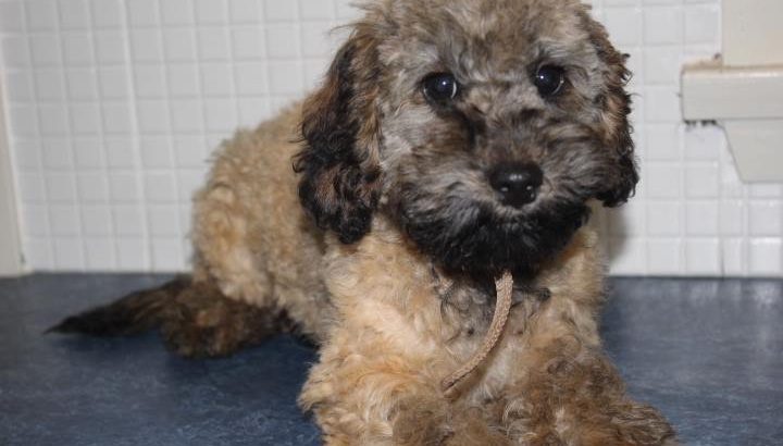 For Selling Cavoodle Puppies Miniature Groodles