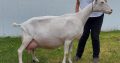 SAANEN GOATS