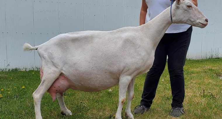 SAANEN GOATS