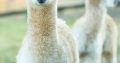 Alpacas for sale
