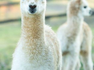 Alpacas for sale
