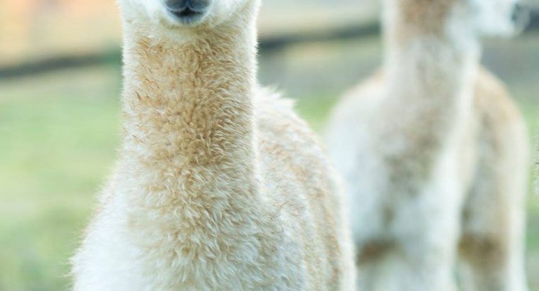 Alpacas for sale