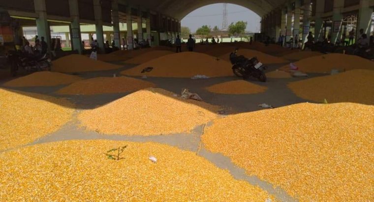 Broken Maize